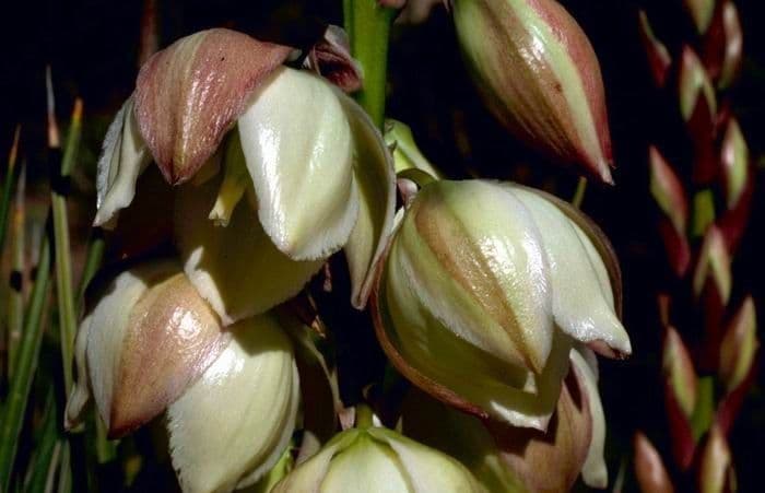 Schmalblättrige Yucca 4