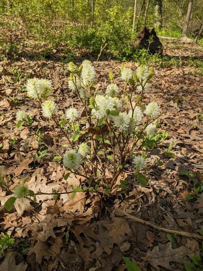 Fothergilla di Garden 11