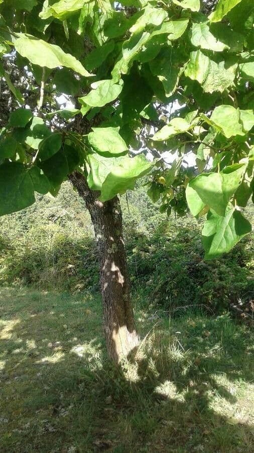 Catalpa comune 15