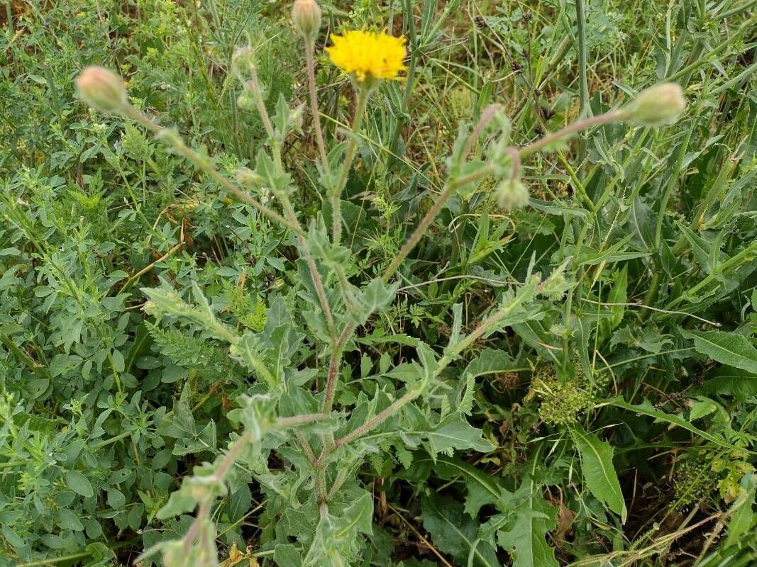 Radicchiella setolosa 24