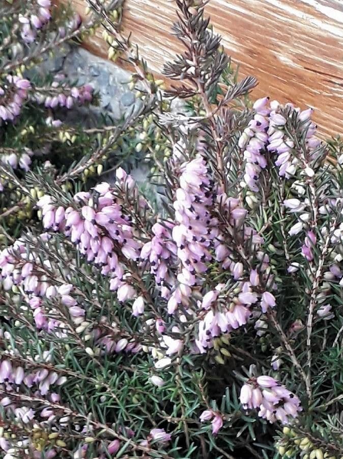 Cornwall-Heide 9