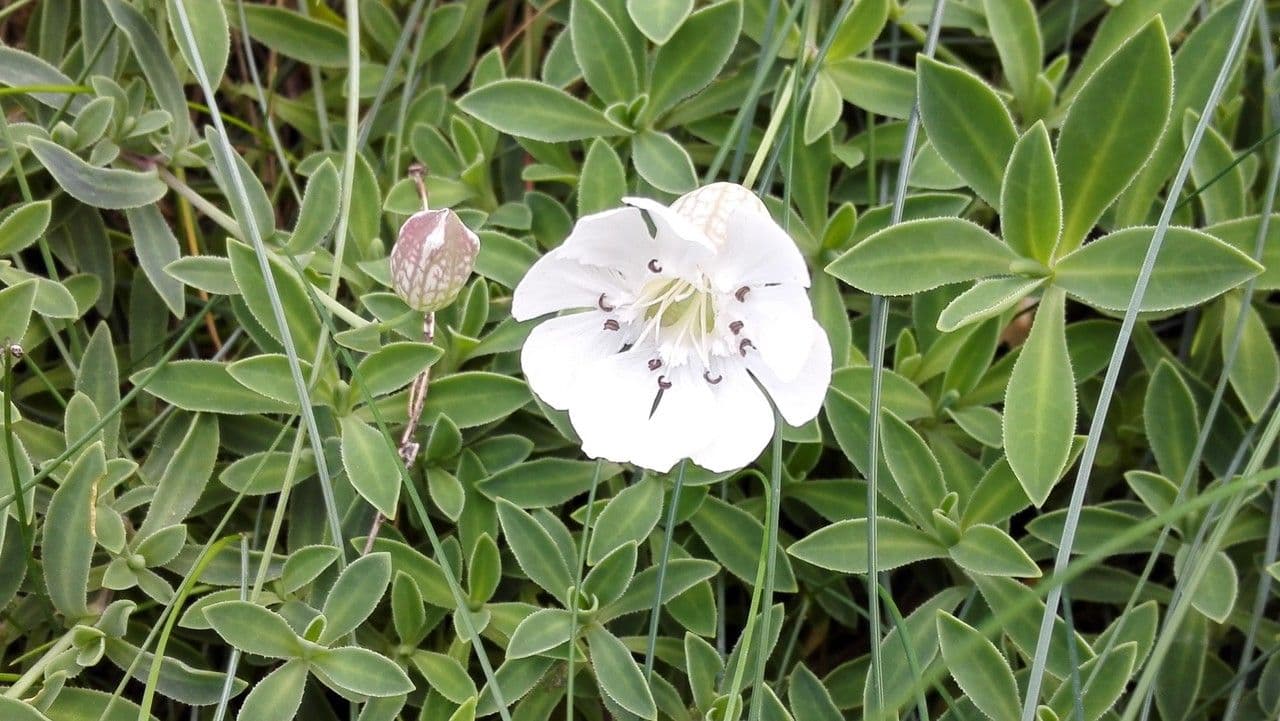 Silene a un fiore 8