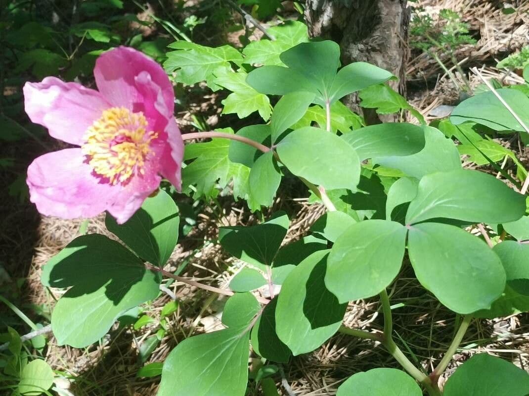 Peonia daurica 8