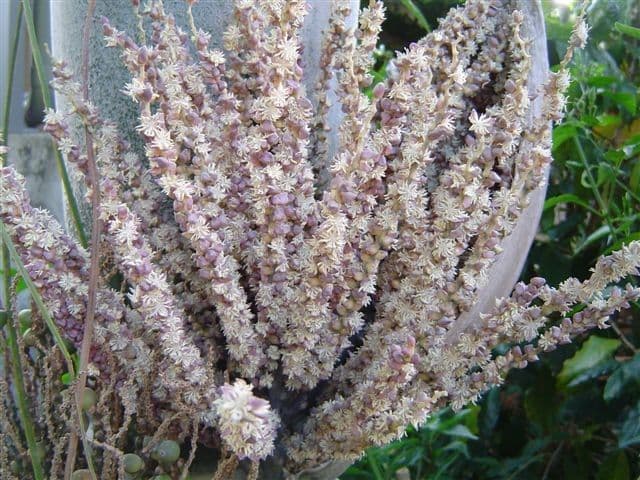 Kentiopsis 6