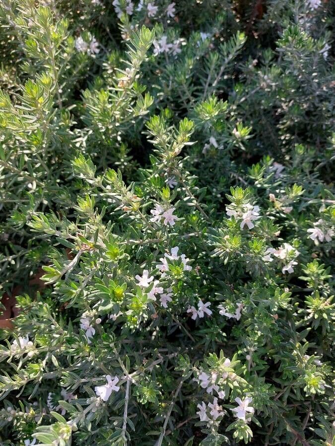 Westringia arbustiva 24