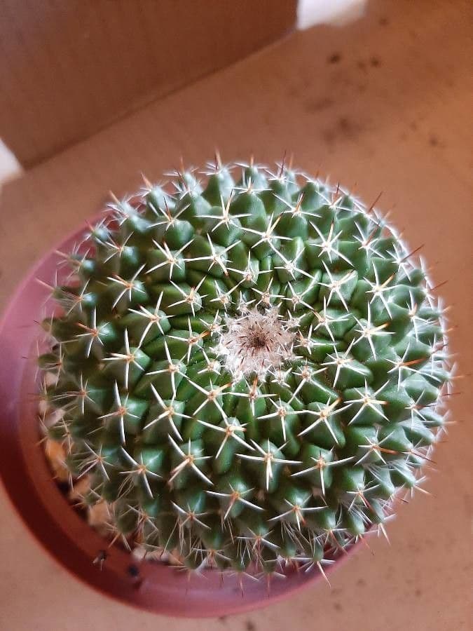 Mammillaria 23