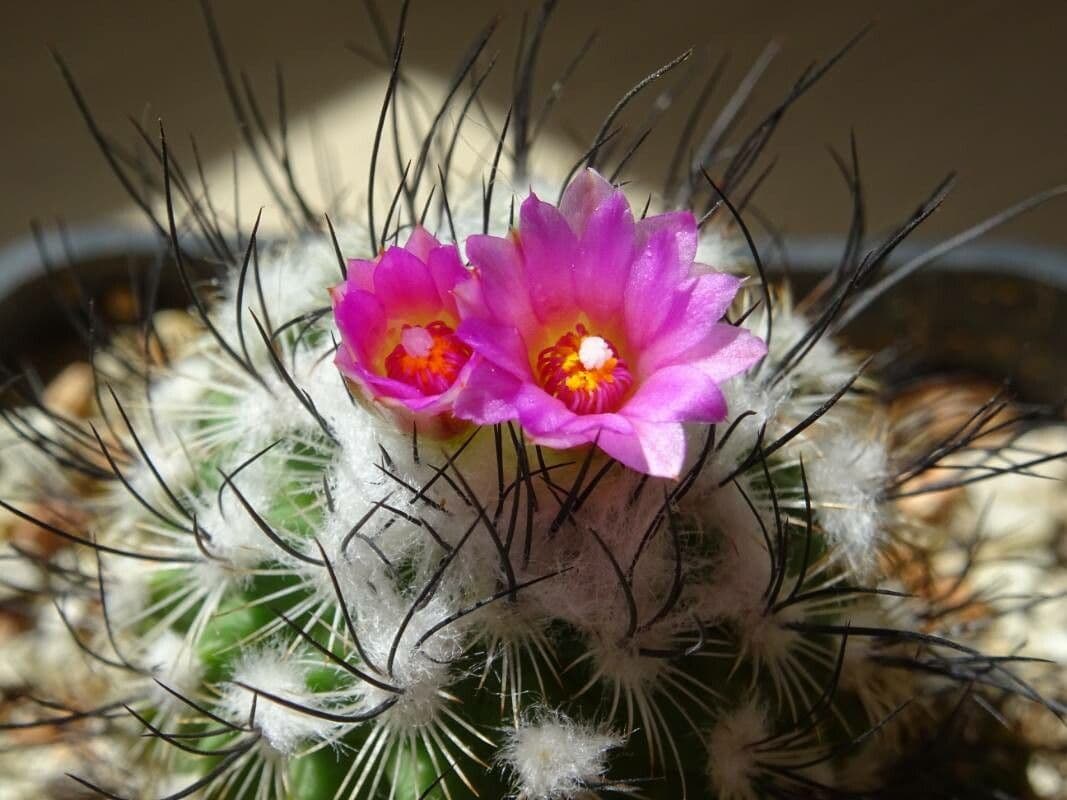 Turbinicarpus 3