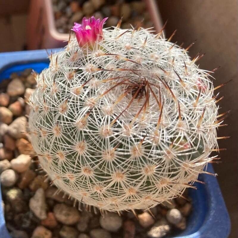 Mammillaria di Matuda 4