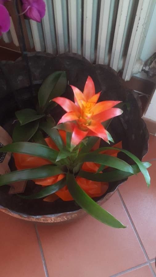 Nidularium