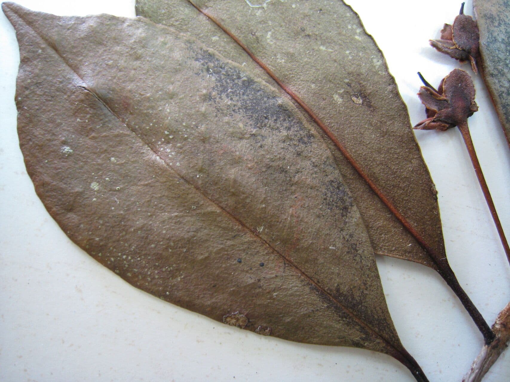 Ternstroemia delikatna 4