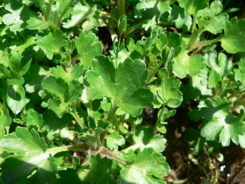 Saxifraga 14