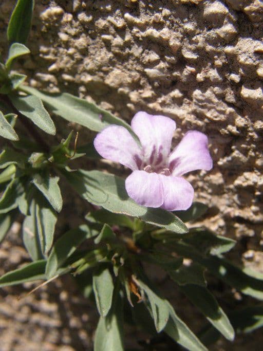 Erba serpente diffusa