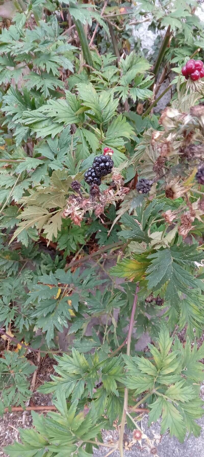 Schlitzblättrige Brombeere 14
