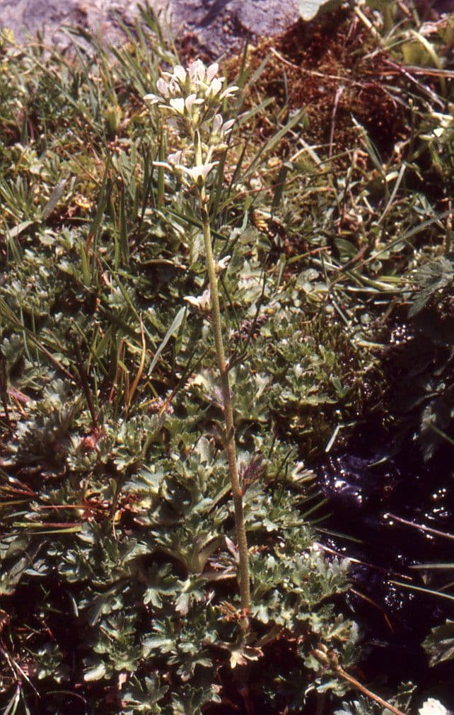 Saxifraga 10