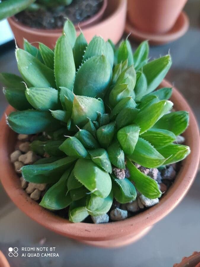 Hawortia Coopera 11