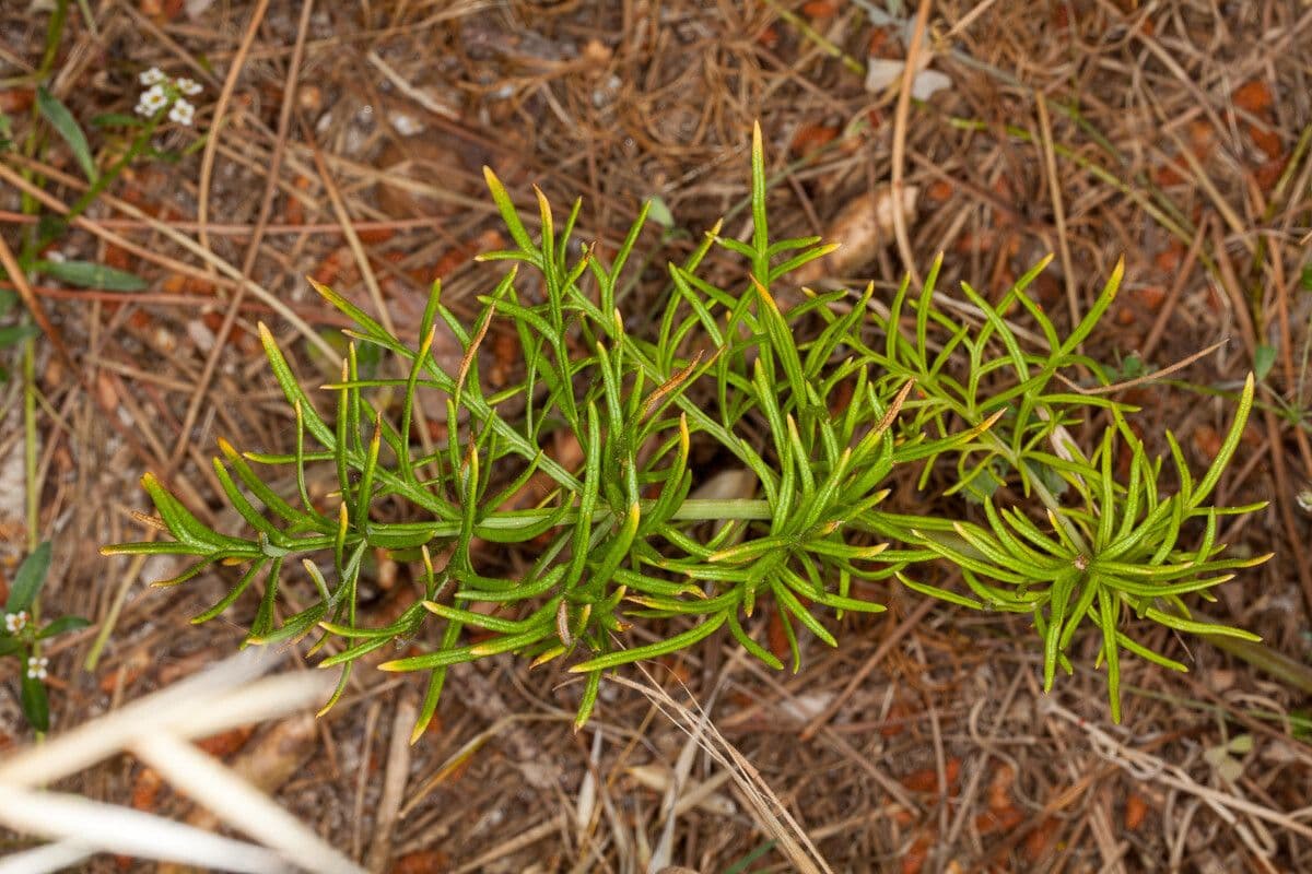 Gargania 17