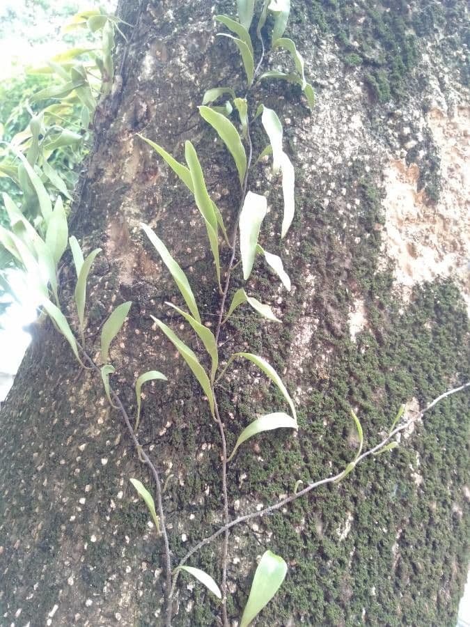 Proscen 2
