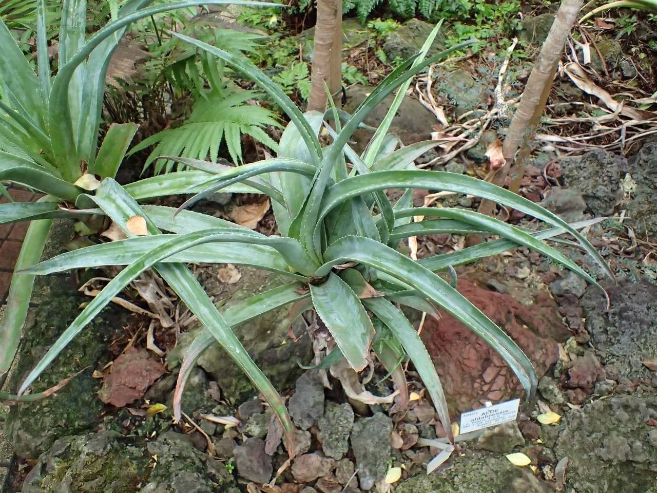 Aloe