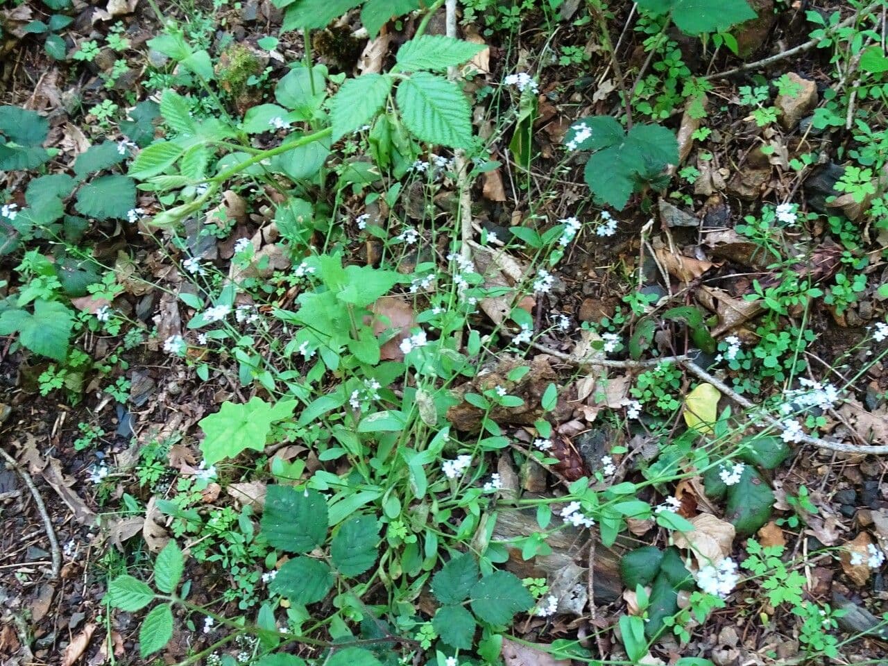Miosotide delle selve 13