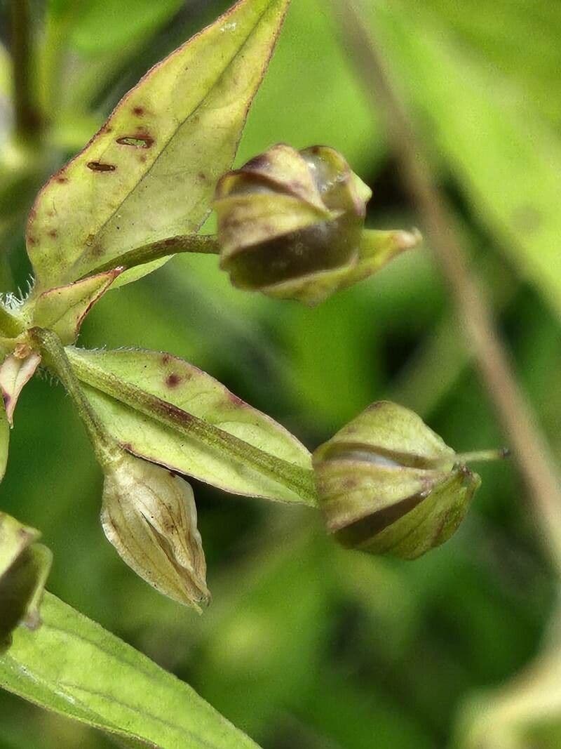 Lobelia cardinale 4