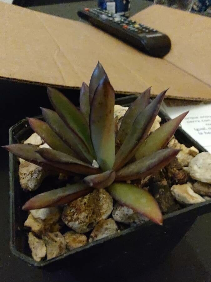 Echeveria
