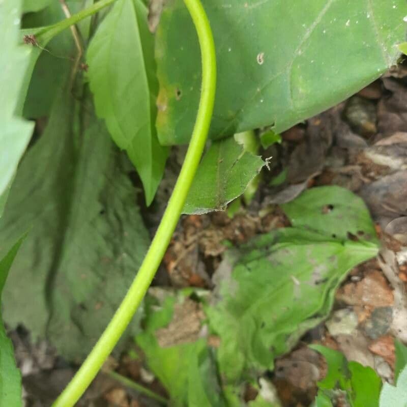 Herbe du Laos 21