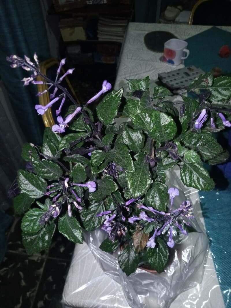 Plectranthus 18