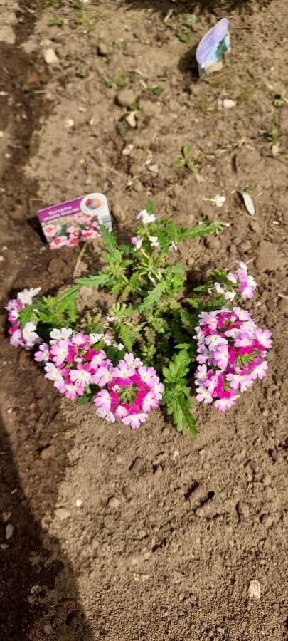 Verbena ibrida 12