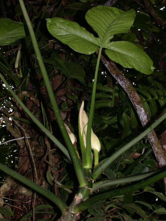 Philodendron 20