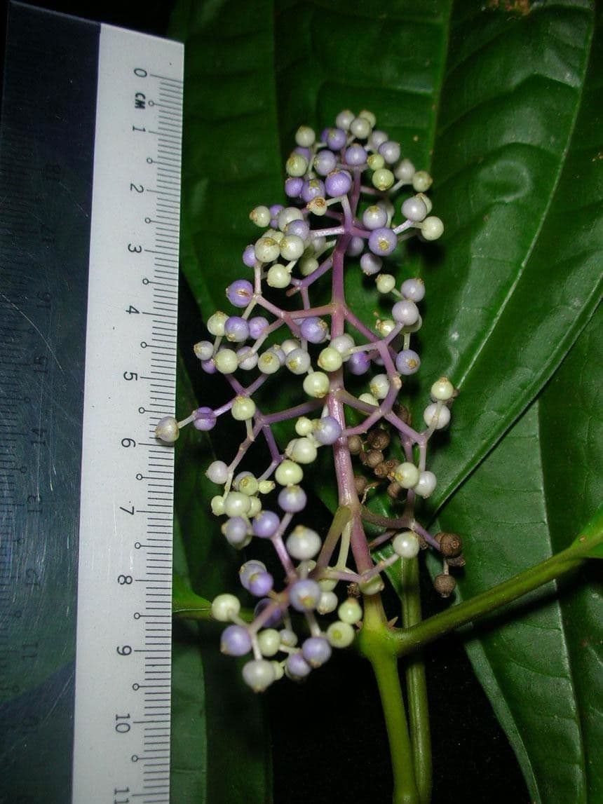 Miconia 15