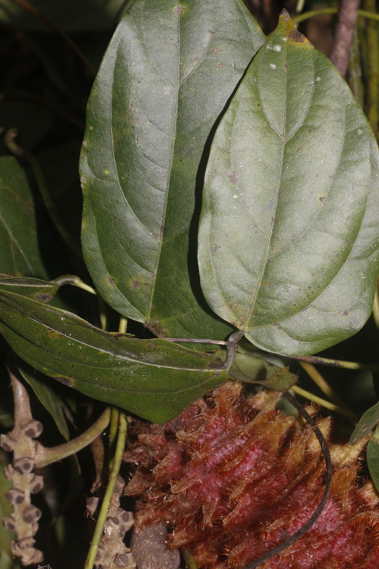 Mucuna 6