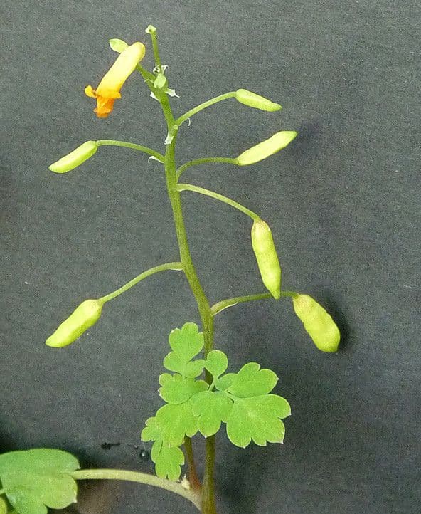 Colombina gialla 24