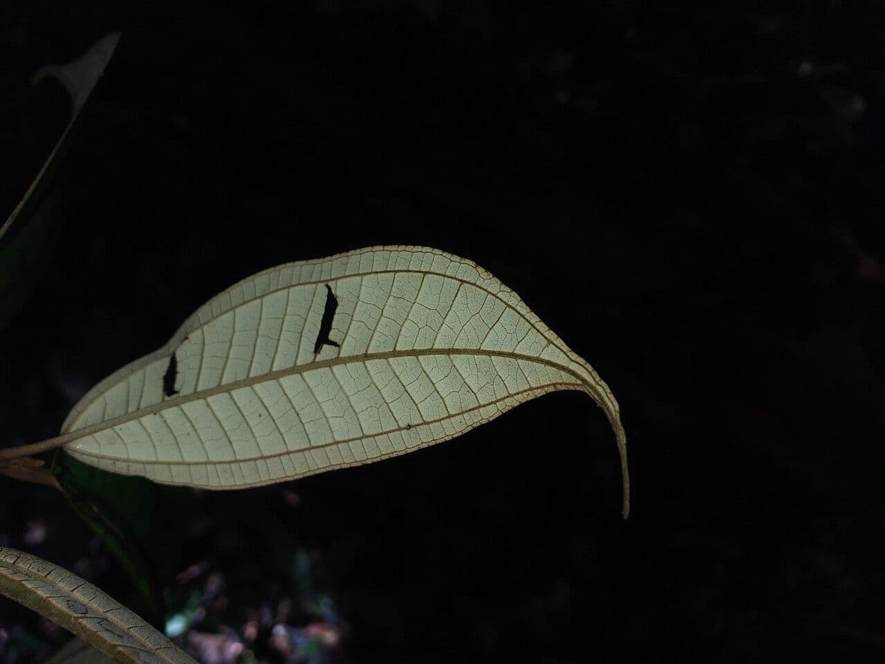Miconia acuminata 4