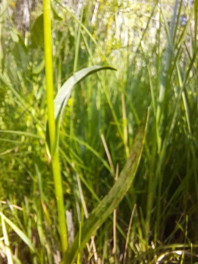 Sumpf-Knabenkraut 15