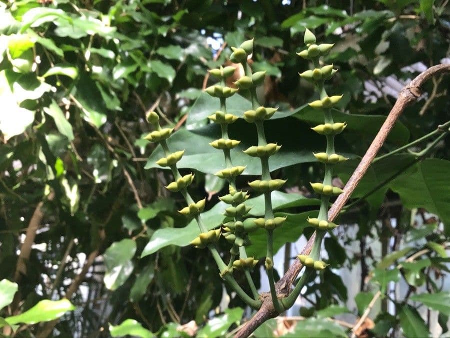 Gnetum gnemon 2