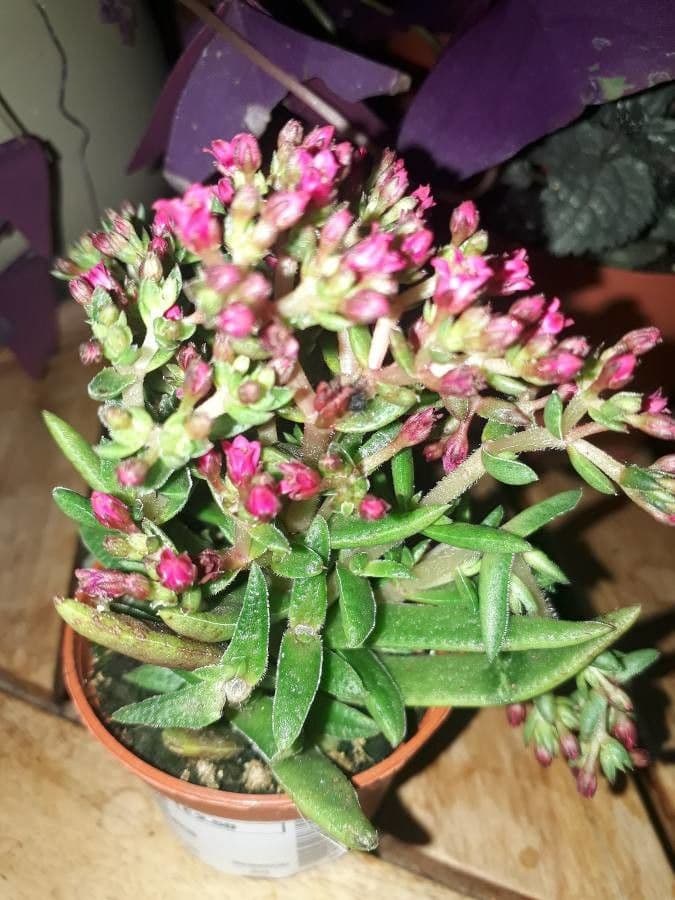 Crassula 7
