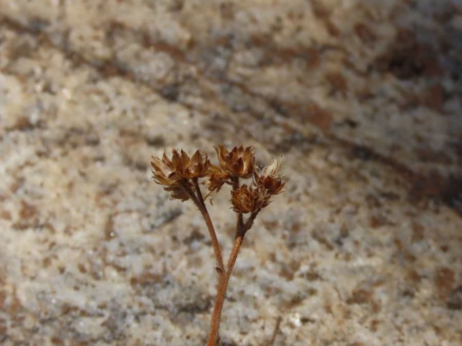 Pluchea ovalis