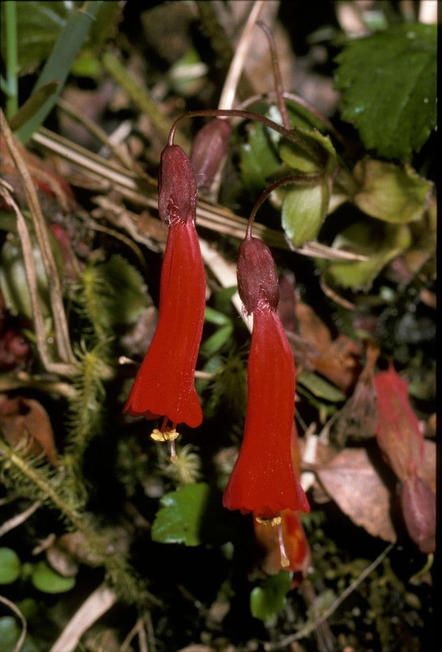 Ourisia