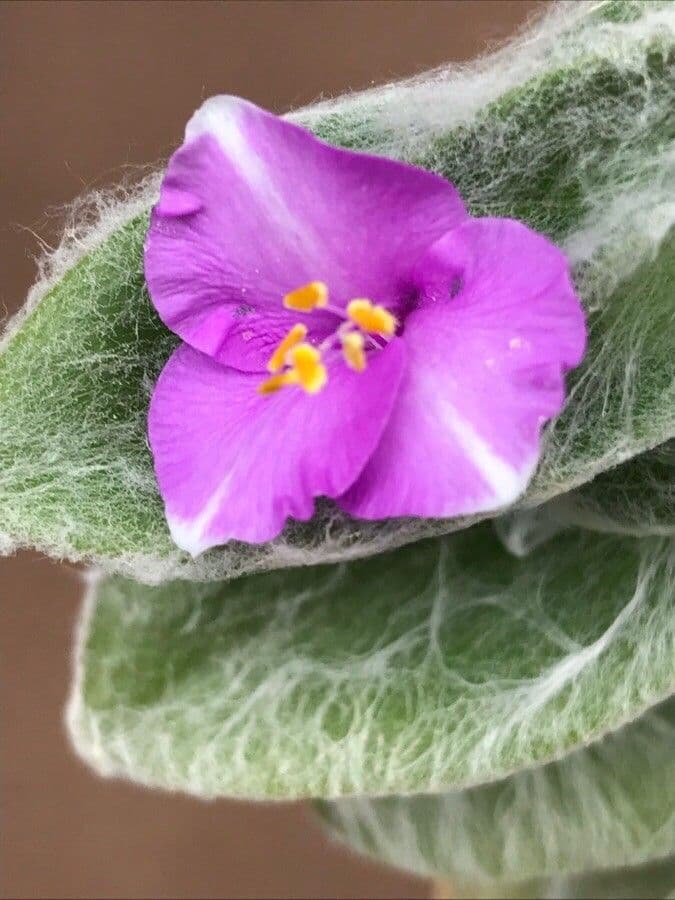 Tradescantia 2