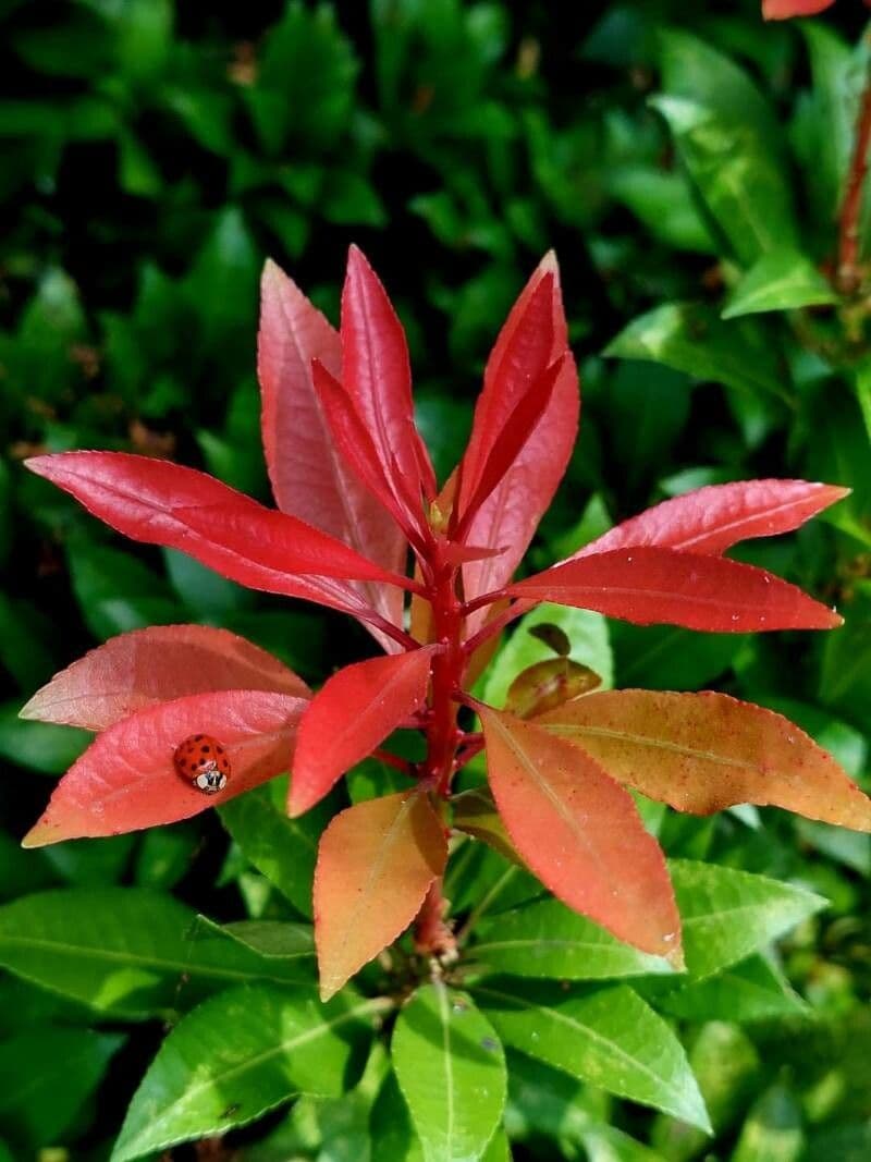 Photinia 19