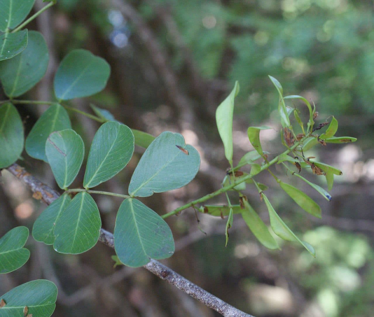 Bois de Campêche 18