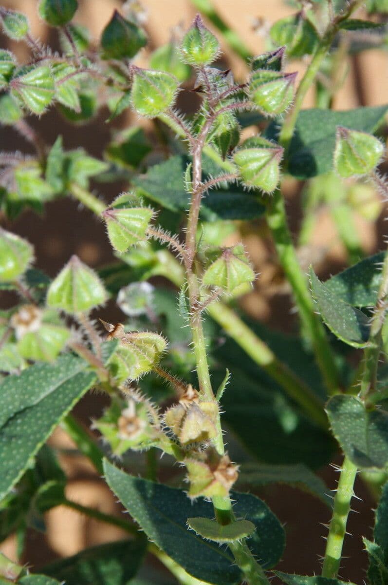 Trichodesma 14
