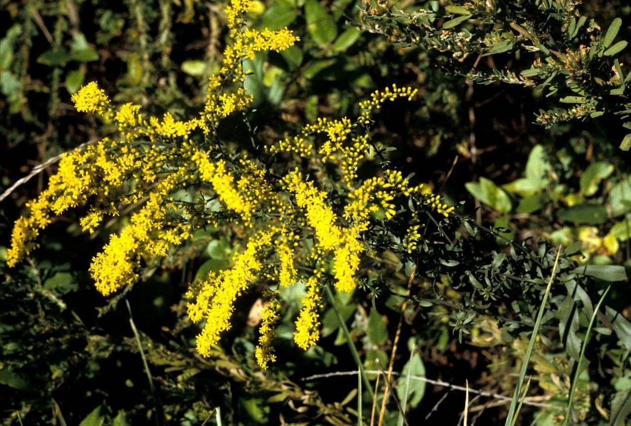 Verga d'oro aspra 2