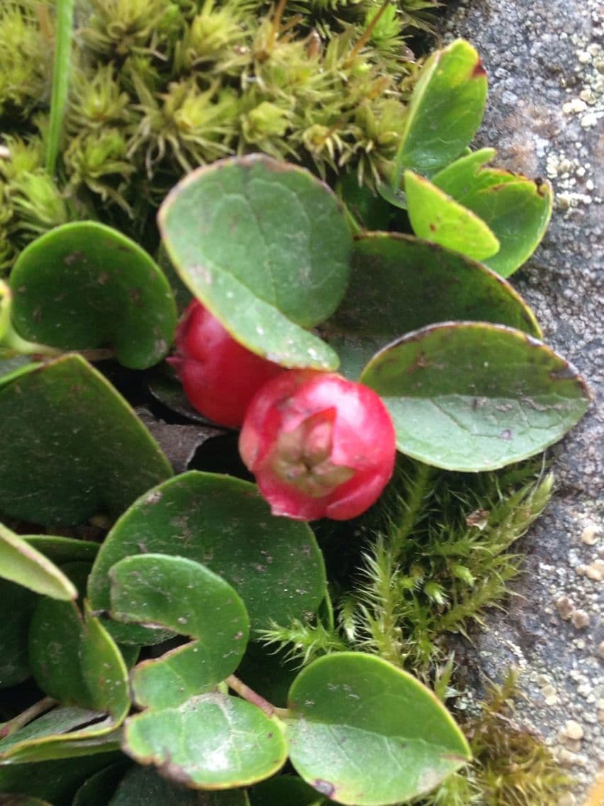 Gletscher-Scheinbeere 2