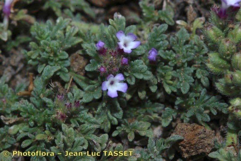 Verbena prostrata 2