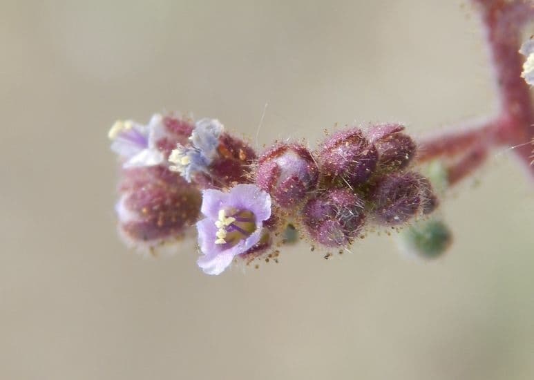 Facelia 2