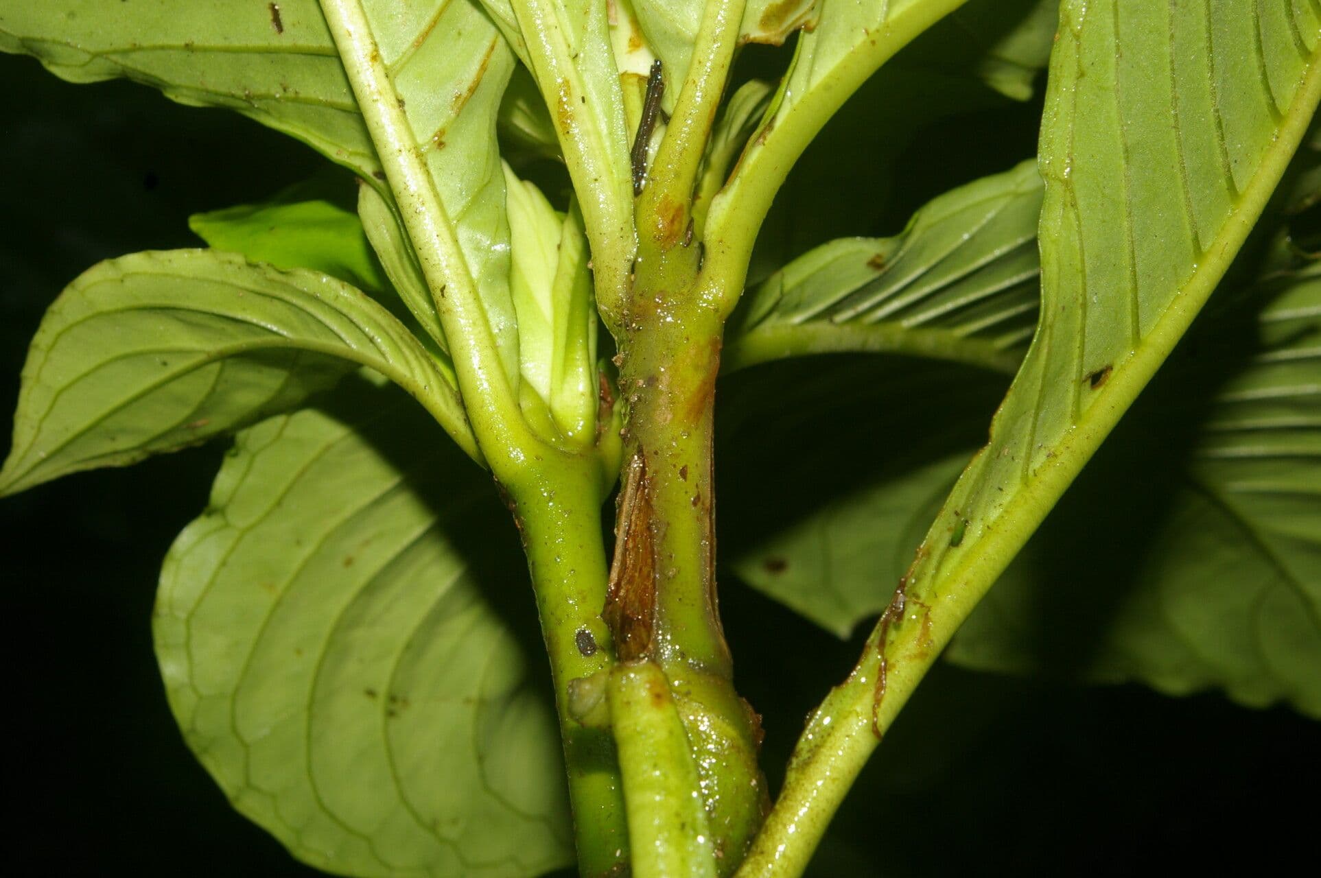 Aphelandra 6