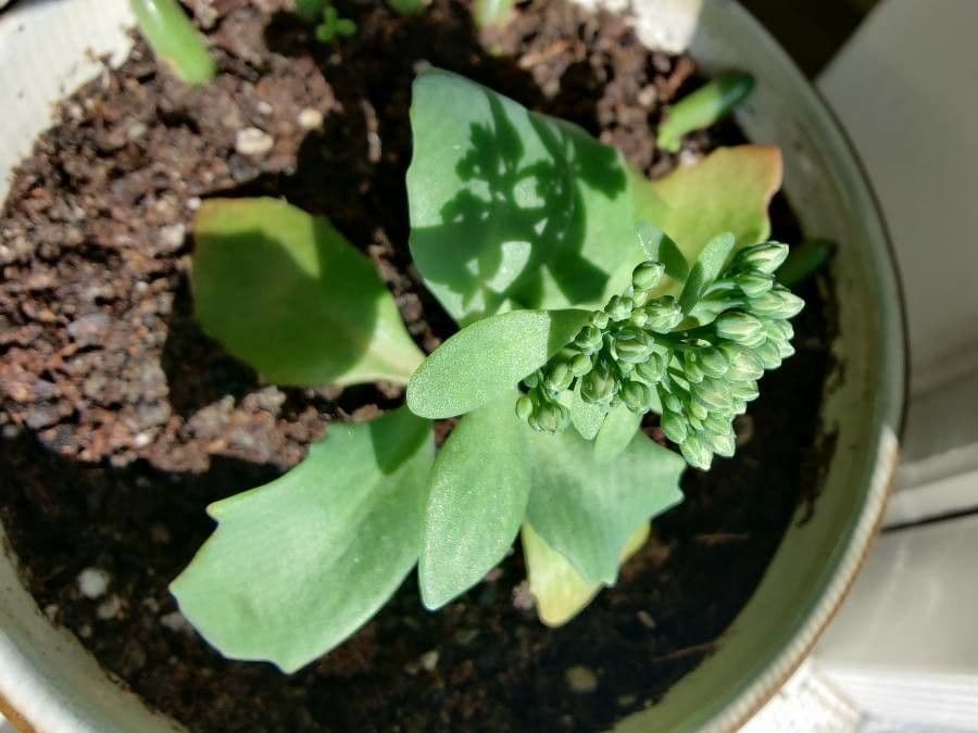Borracina vivace