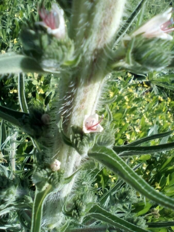 Echium 14