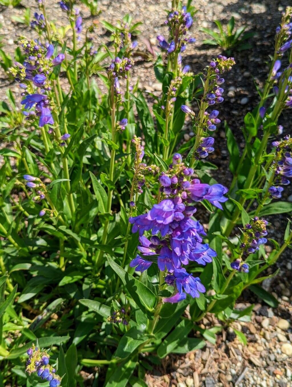 Penstemon 11
